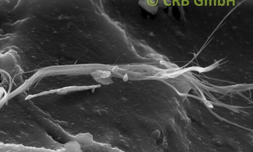 Amiante de chrysotile dans colle noire, image MEB | © CRB Analyse Service GmbH